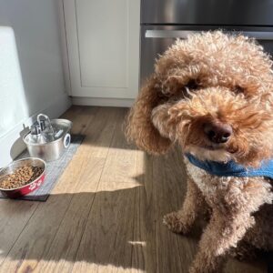 Wireless Pet Water Fountain
