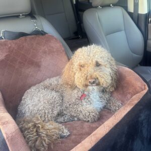 Lealchum Dog Booster Car Seat