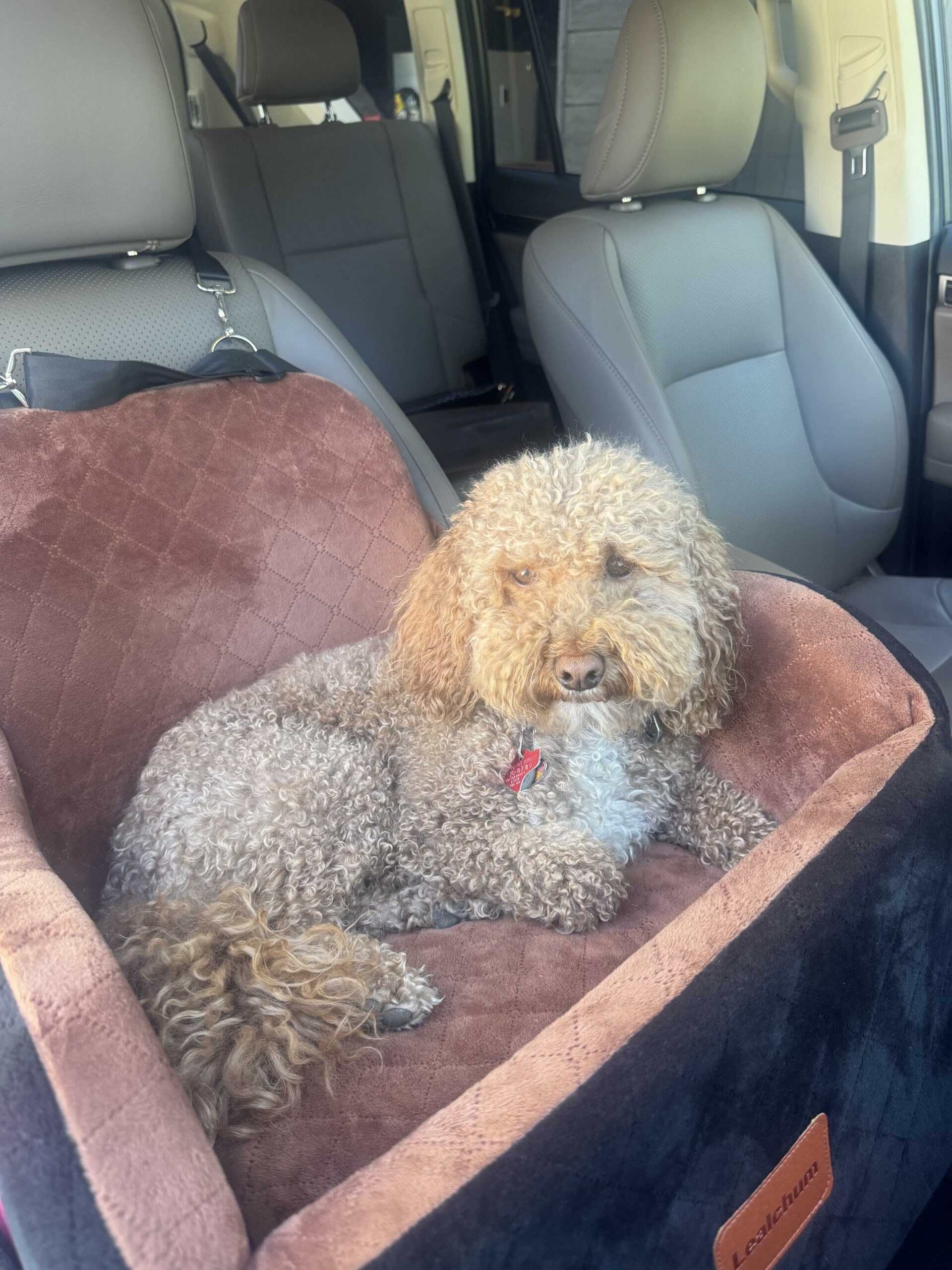 Lealchum Dog Booster Car Seat